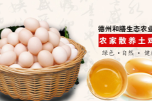中國雞蛋產(chǎn)業(yè)世界第一 但主要來源小規(guī)模養(yǎng)殖